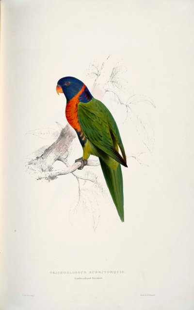 Trichoglossus rubritorquisスカーレット 作： Edward Lear